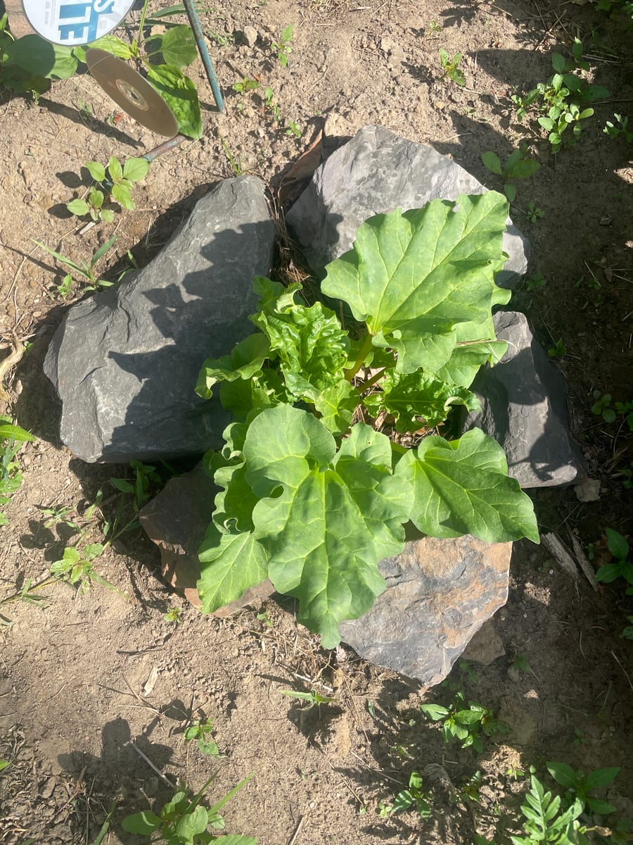 Rhubarb