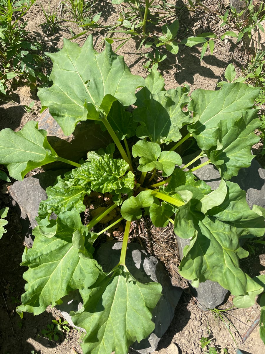 Rhubarb