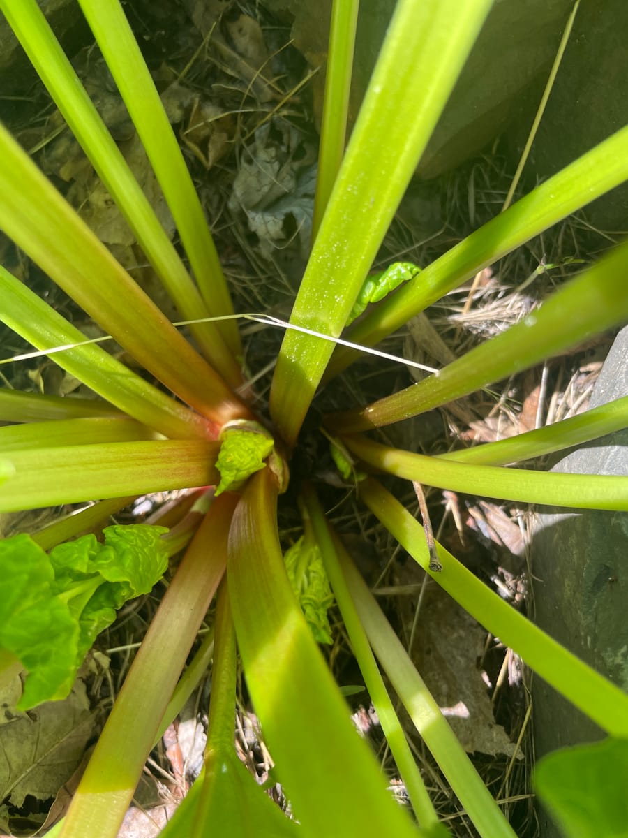 Rhubarb