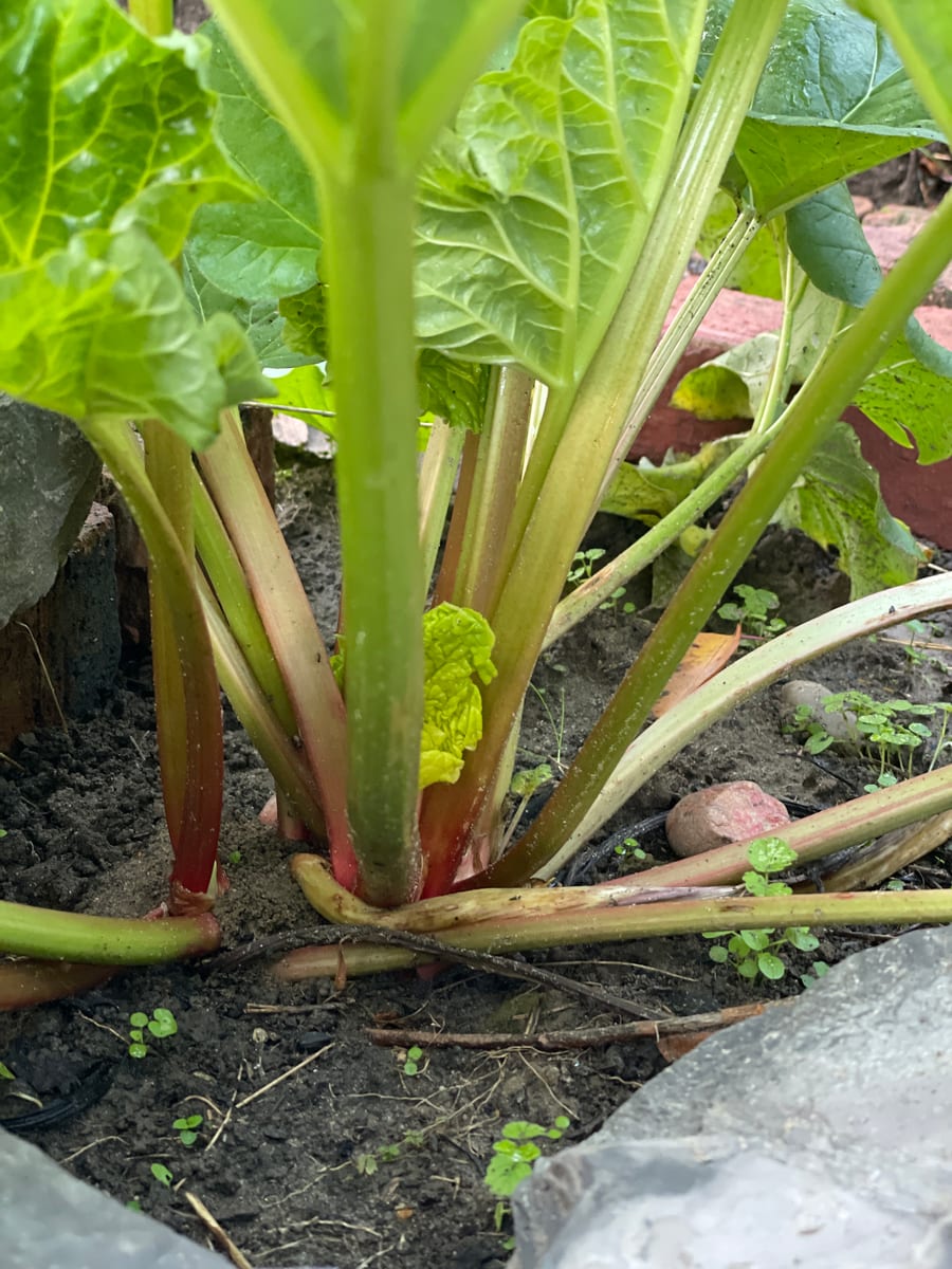Rhubarb