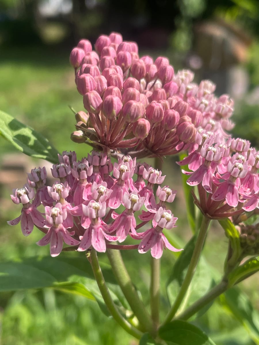Milkweed
