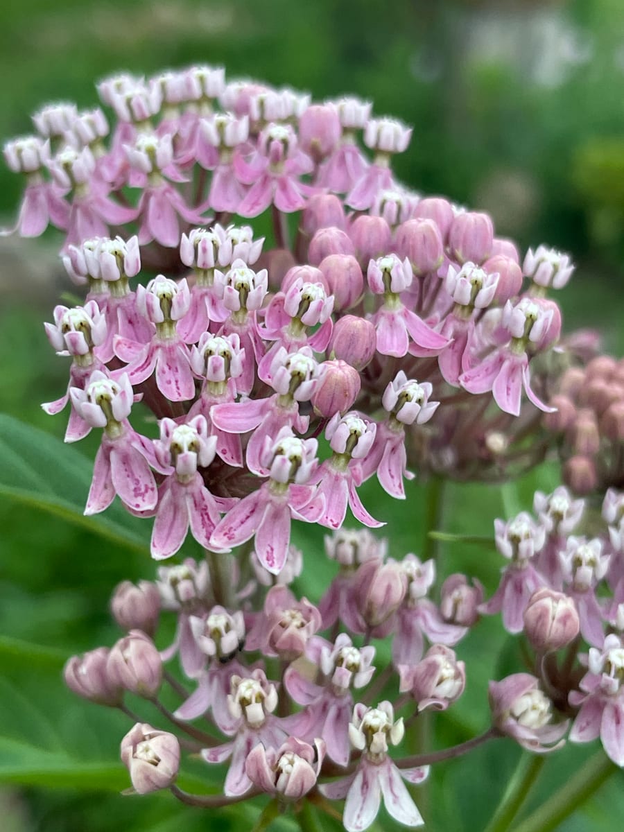 Milkweed