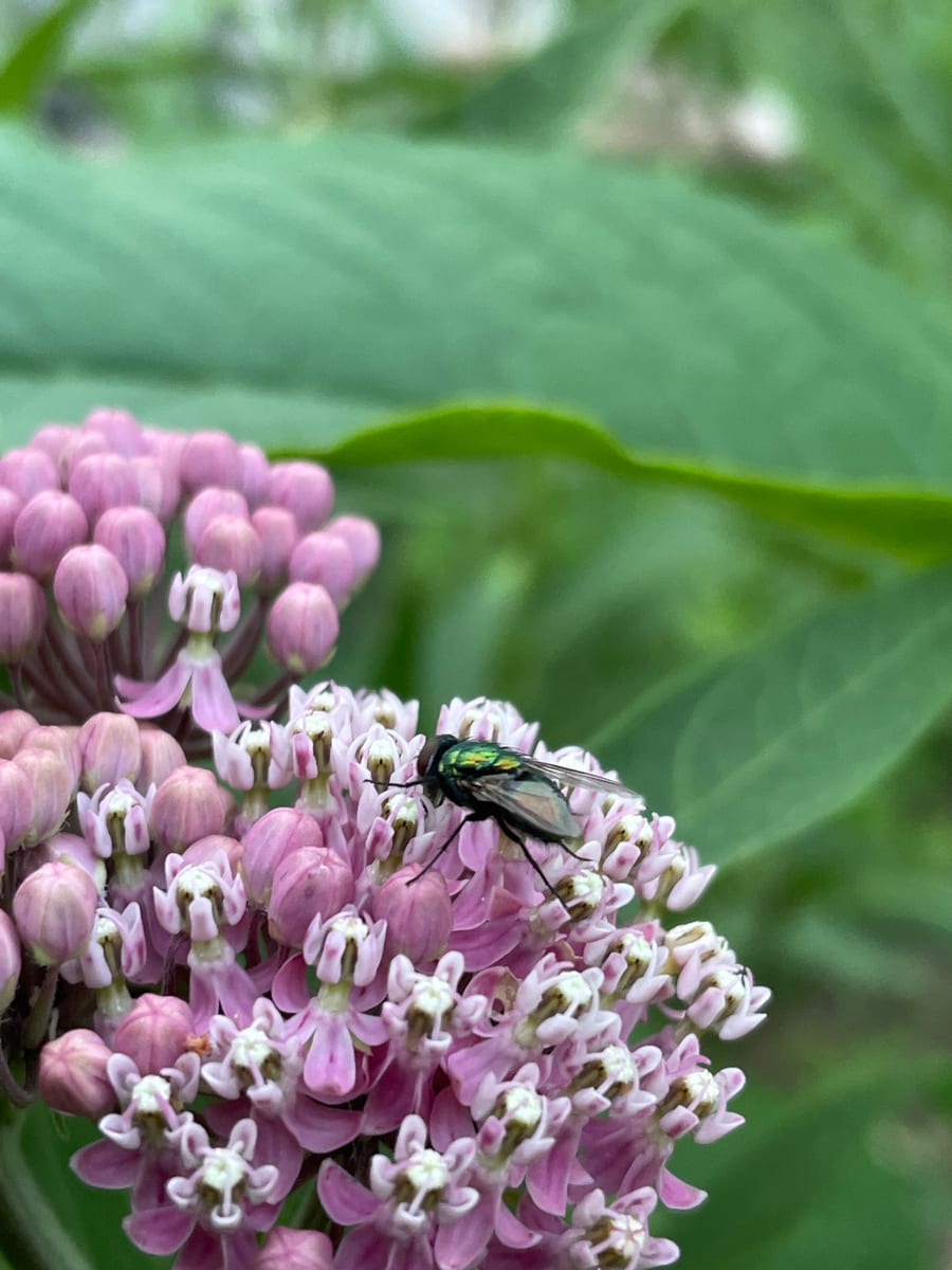 Milkweed