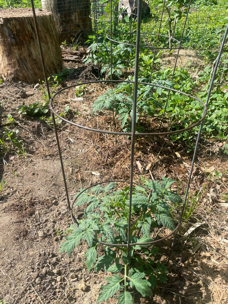 Tomato’s 26