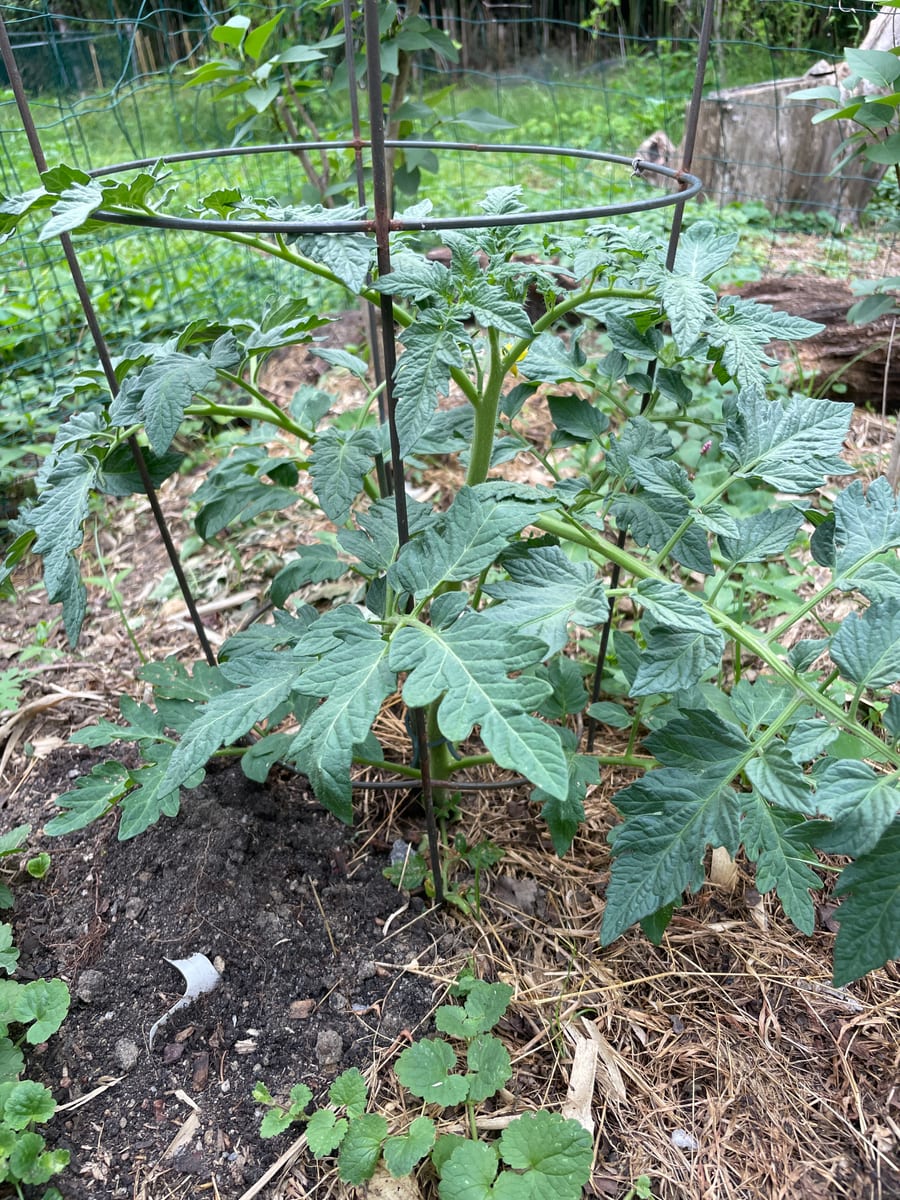 Tomato’s 26