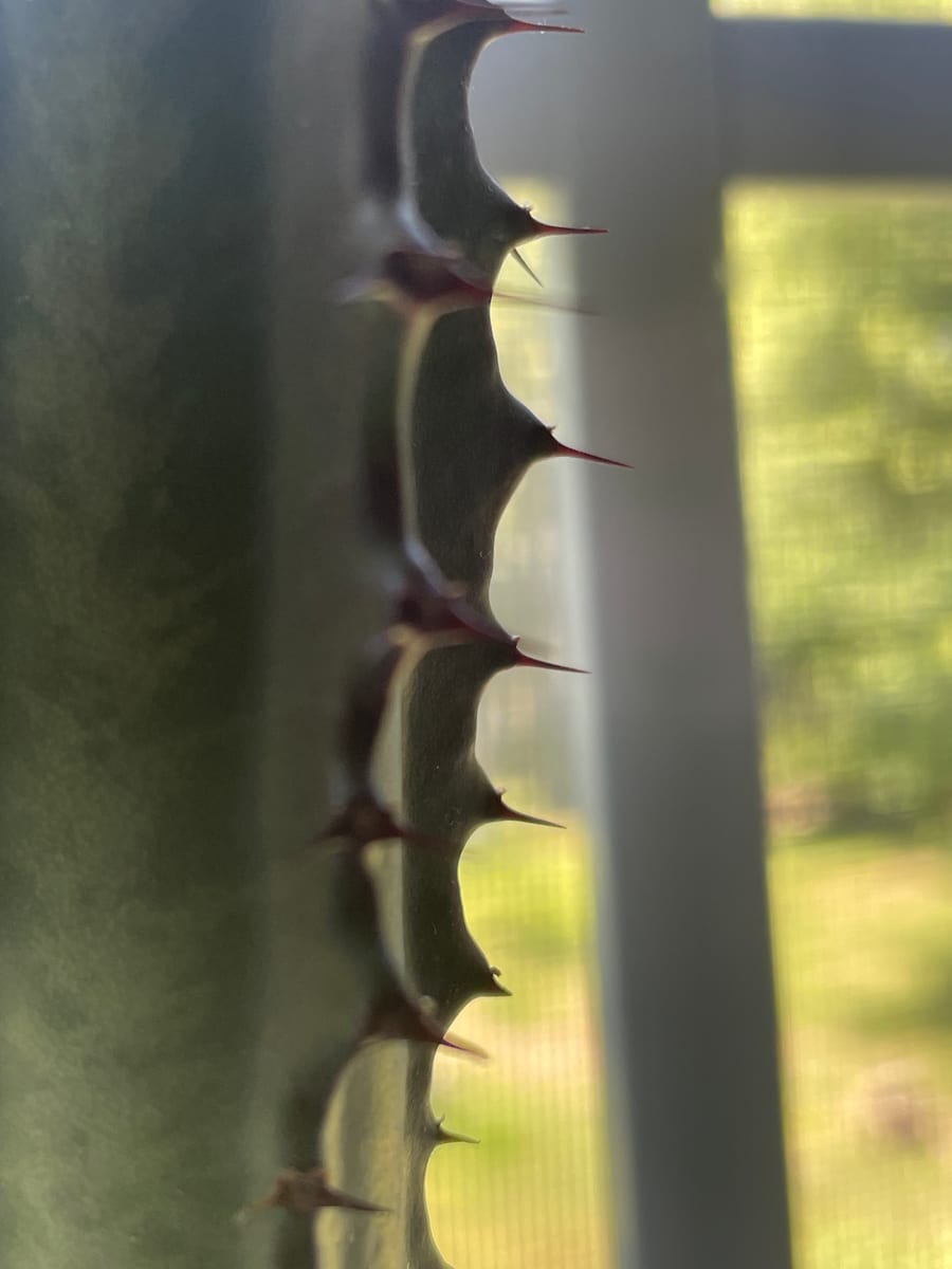 African Milk Tree