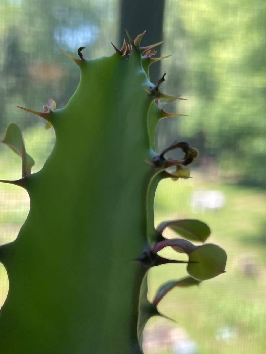 African Milk Tree