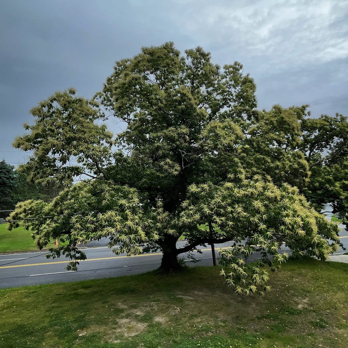 Chestnut Tree 1