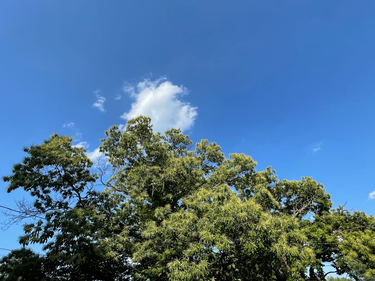 Chestnut Tree 1