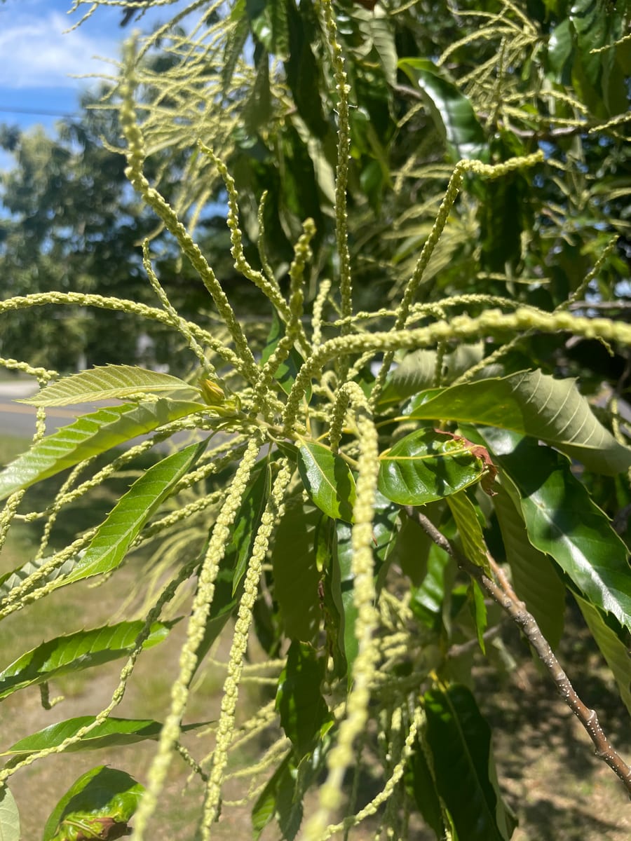 Chestnut Tree 1