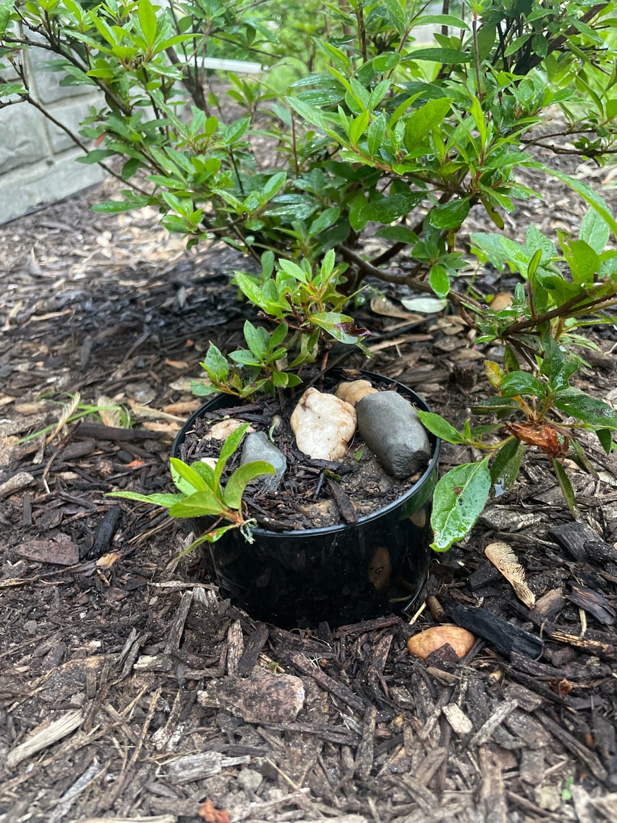 Fall Azalea