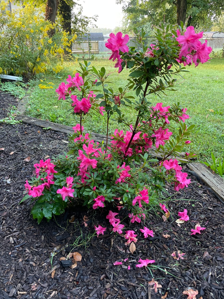 Fall Azalea