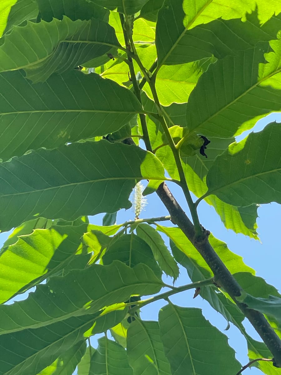 Chestnut Tree - Chesty