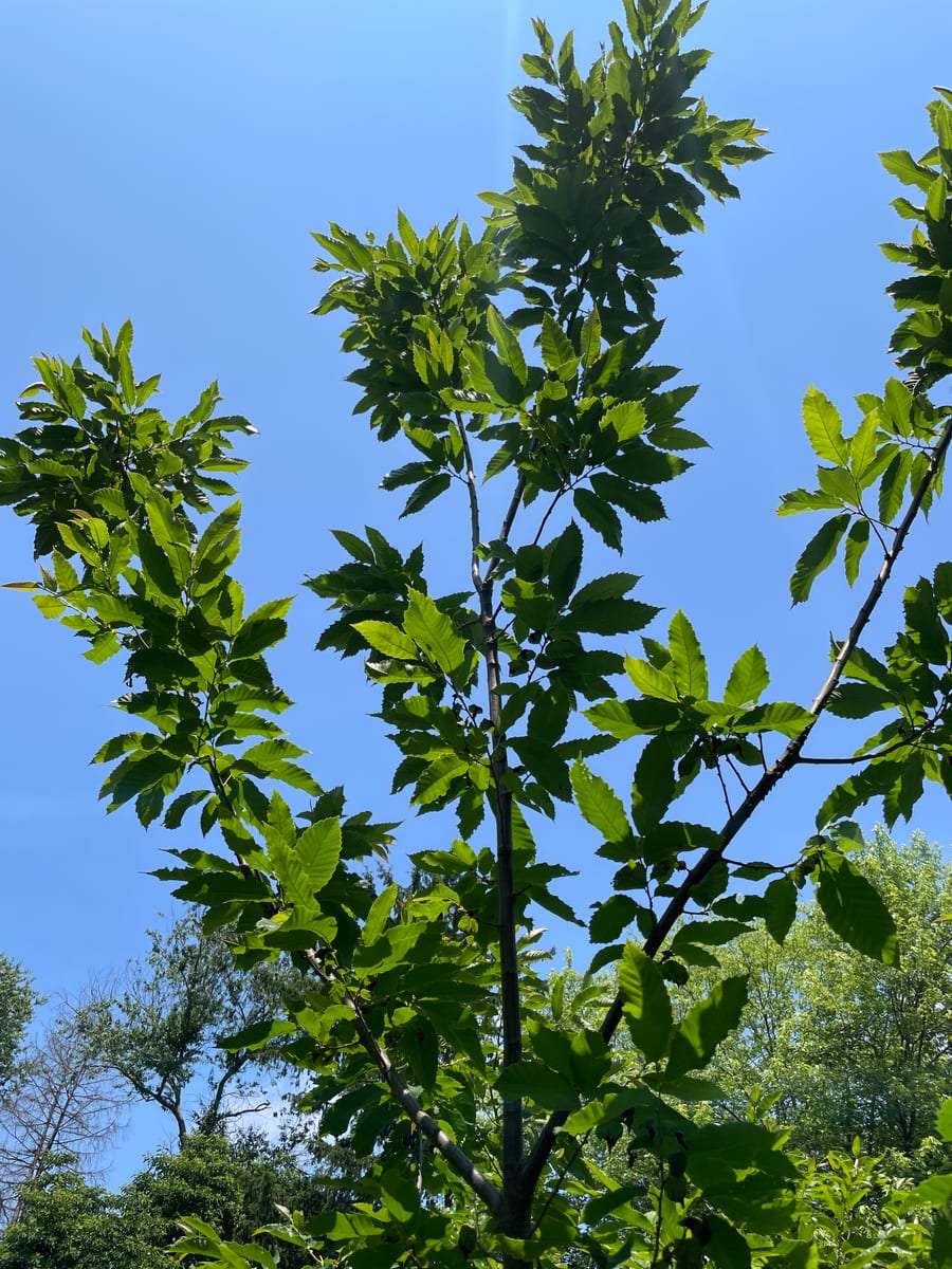 Chestnut Tree - Chesty