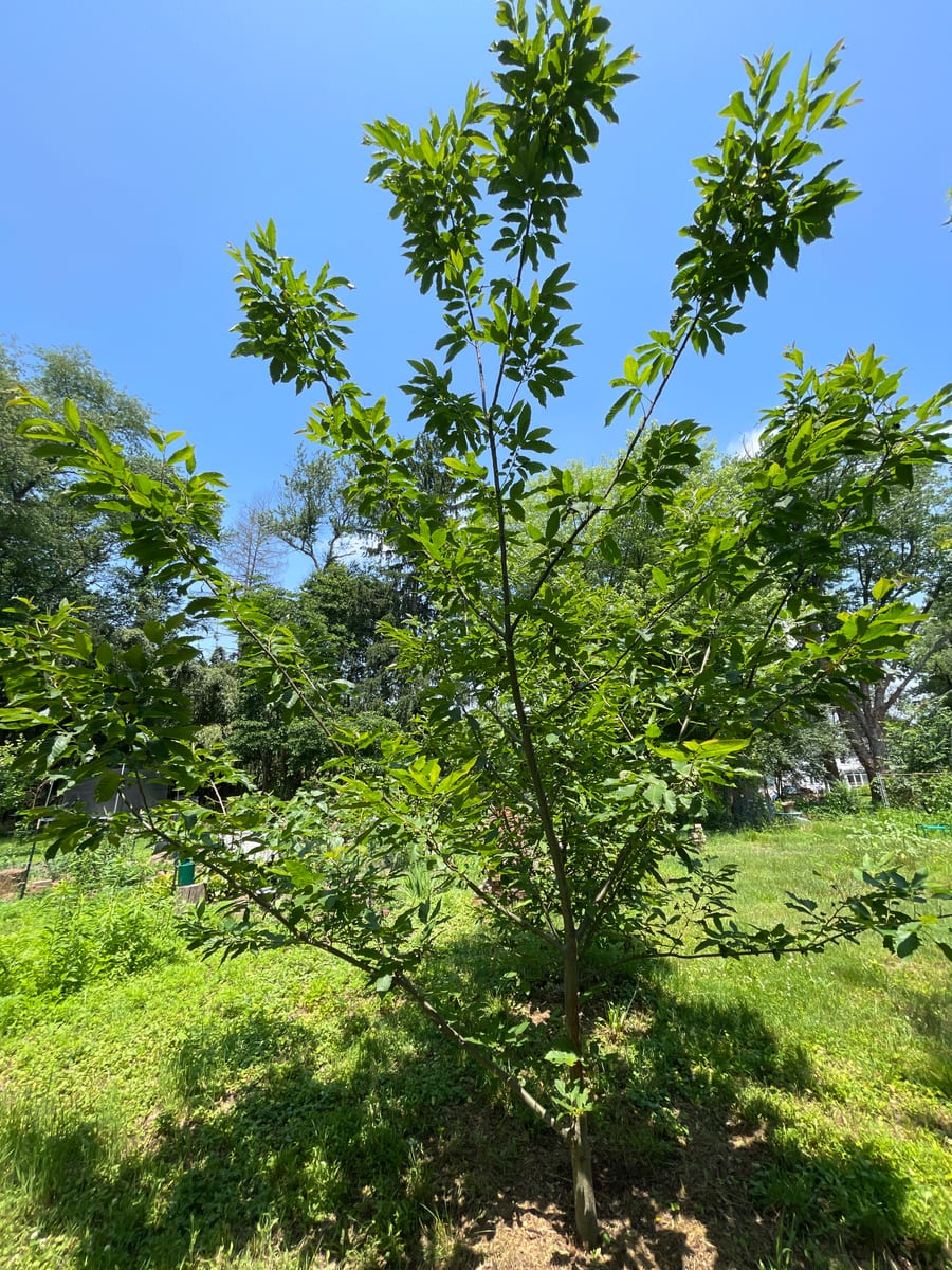 Chestnut Tree - Chesty