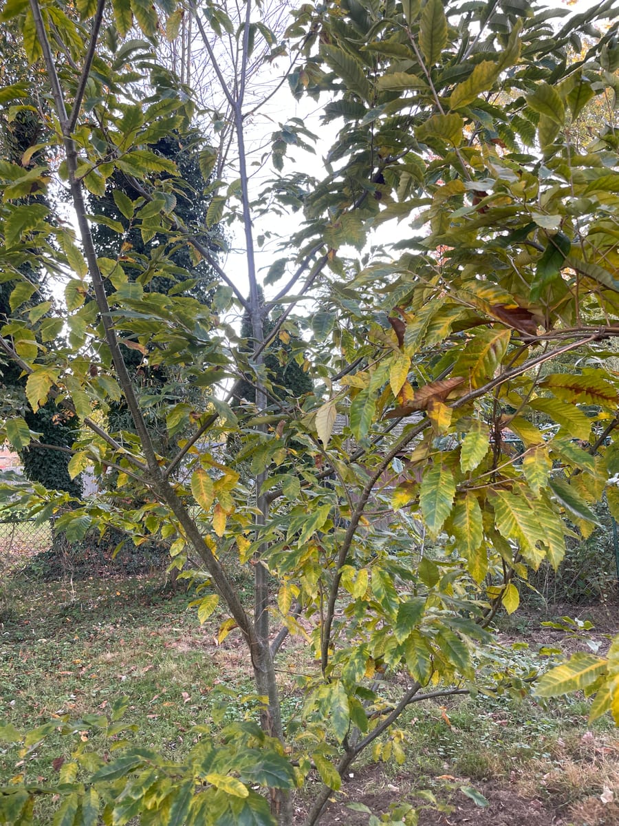 Chestnut Tree - Chesty