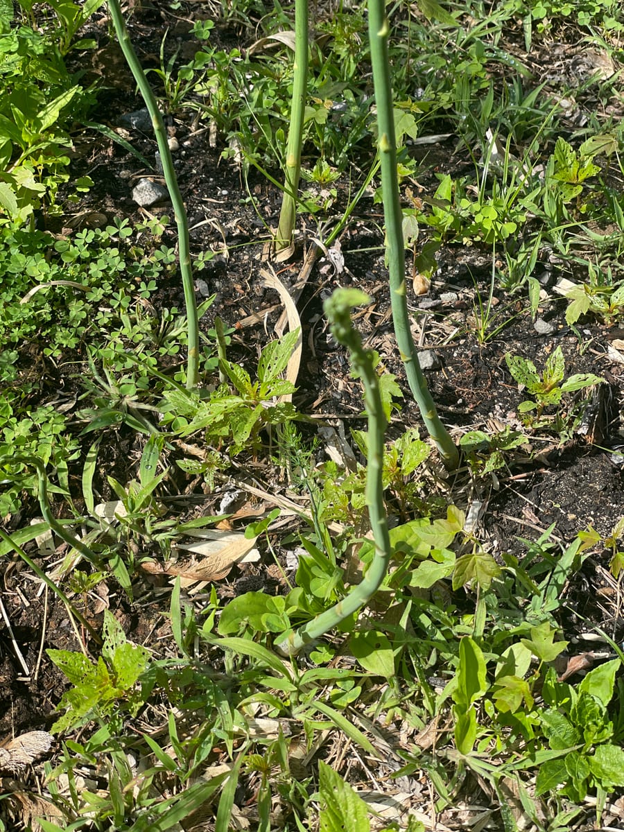 Asparagus