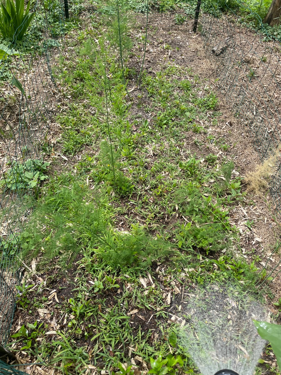 Asparagus