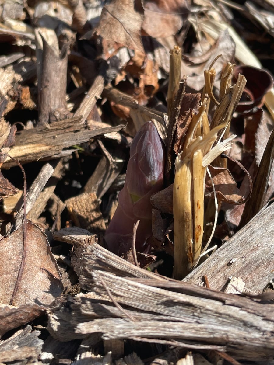 Asparagus