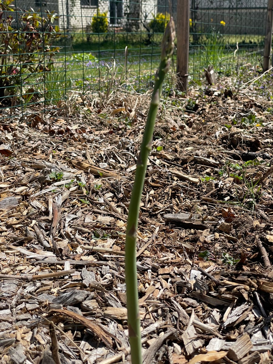 Asparagus
