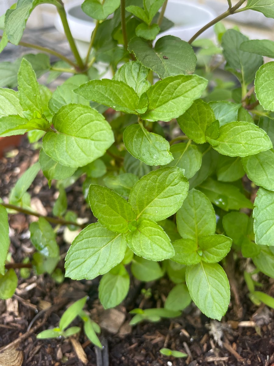 Peppermint - Chocolate