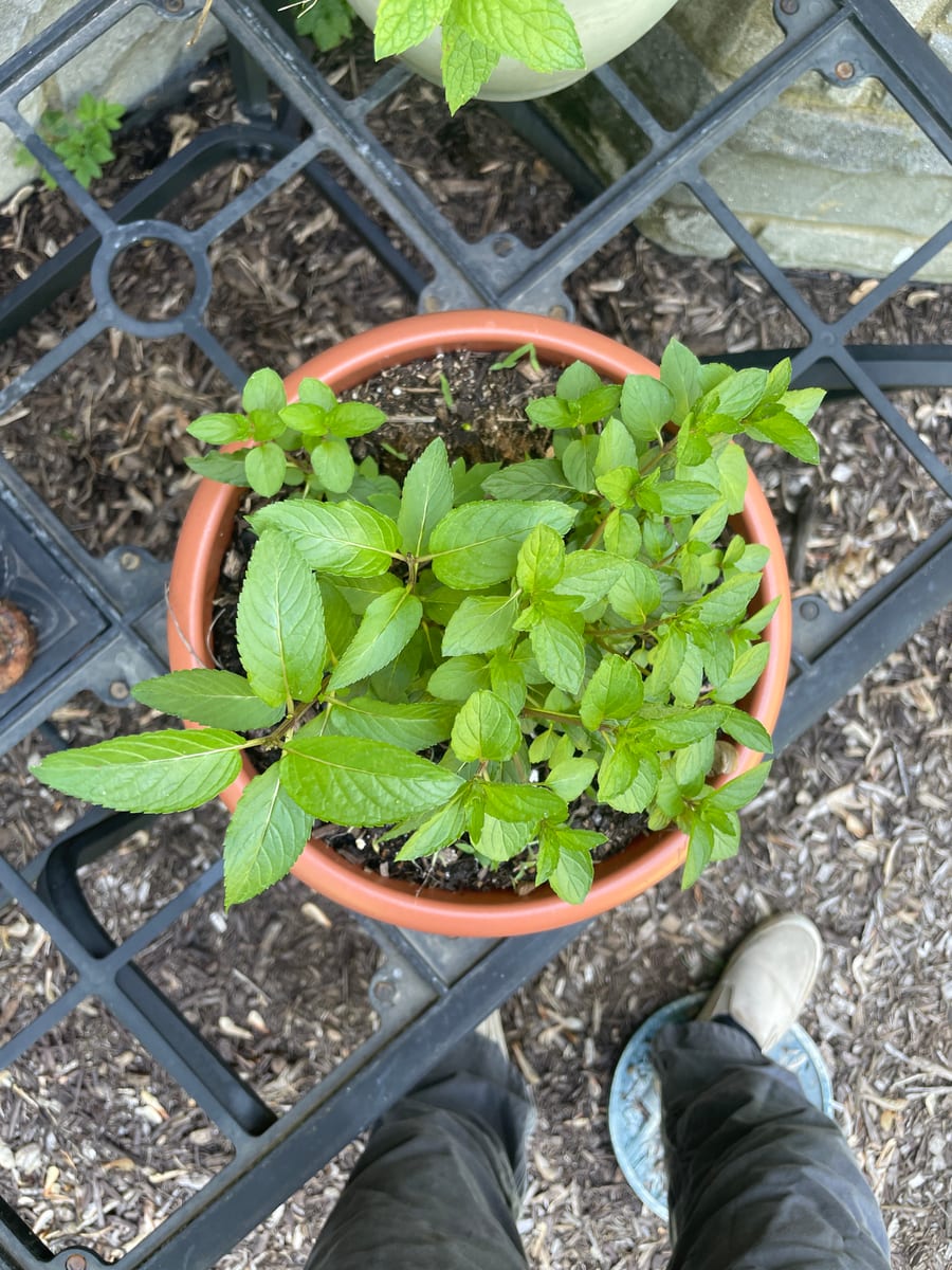 Peppermint - Chocolate