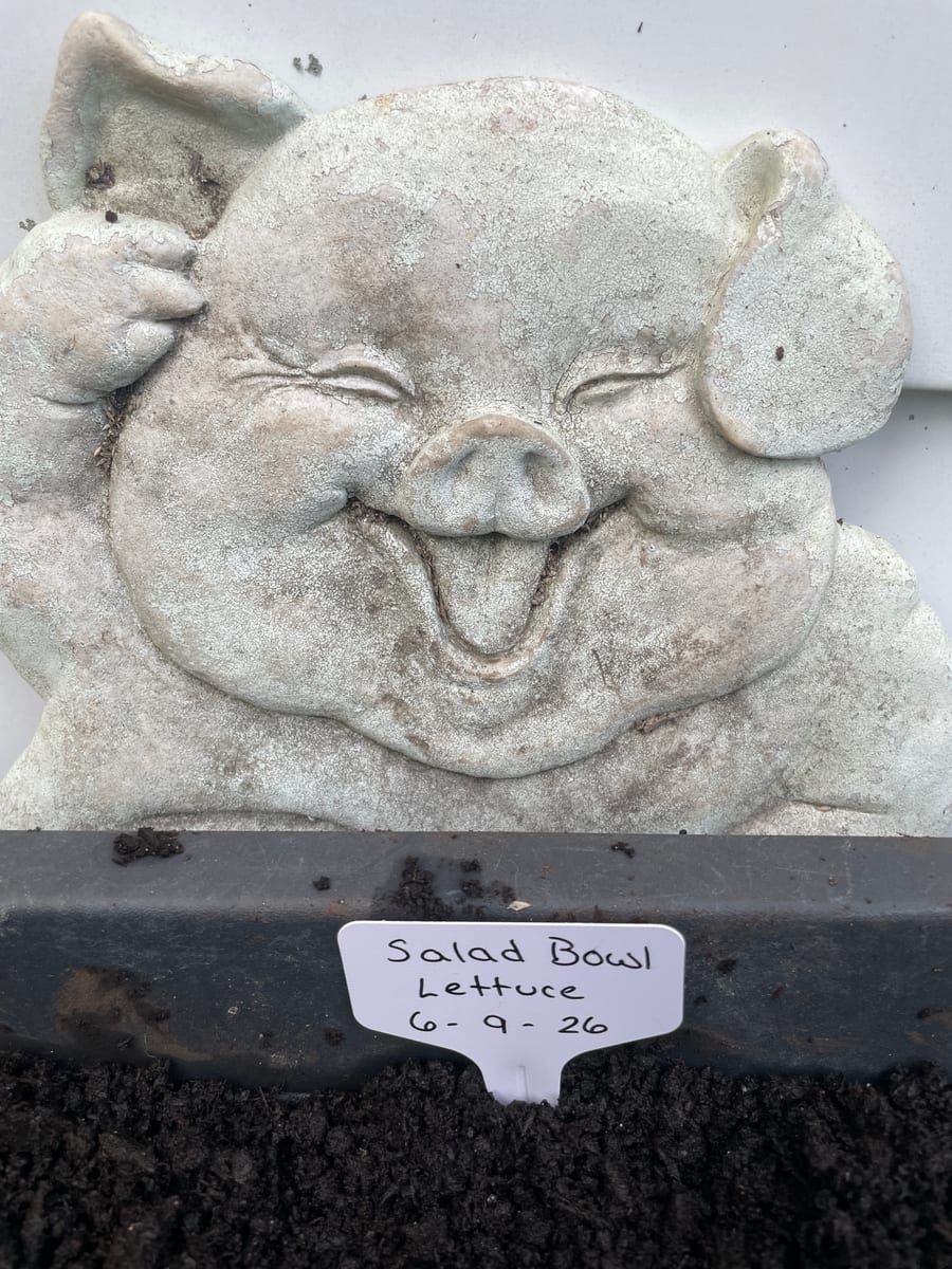 Lettuce - Salad Bowl
