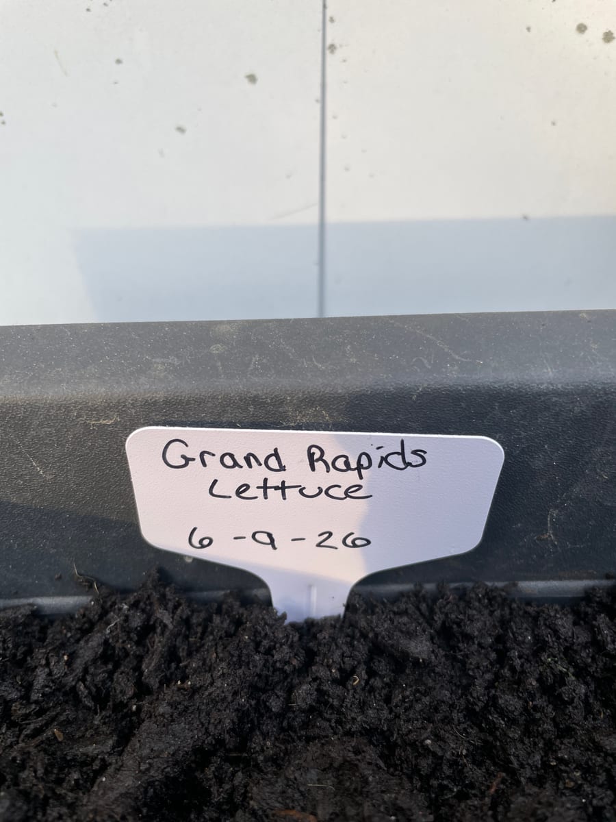 Lettuce Grand Rapids