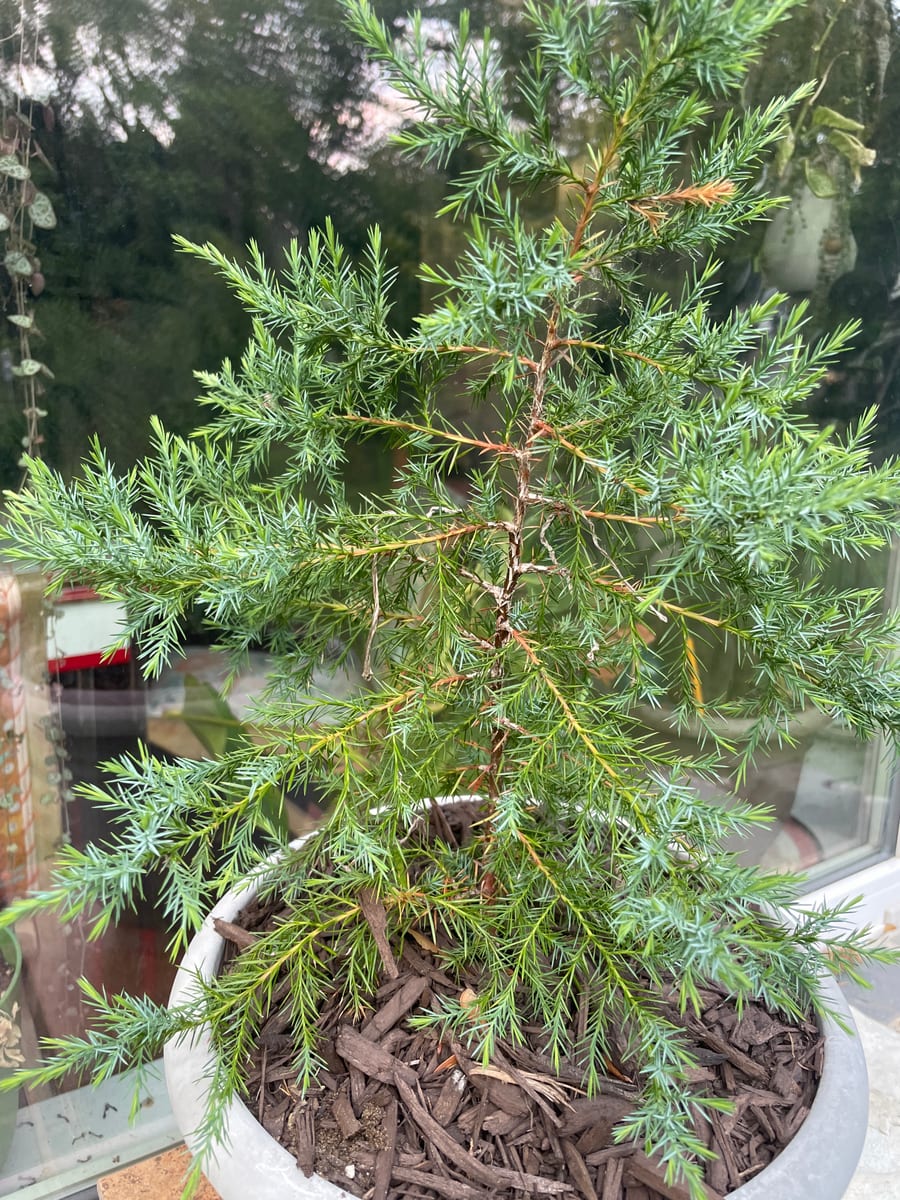 Eastern red cedar