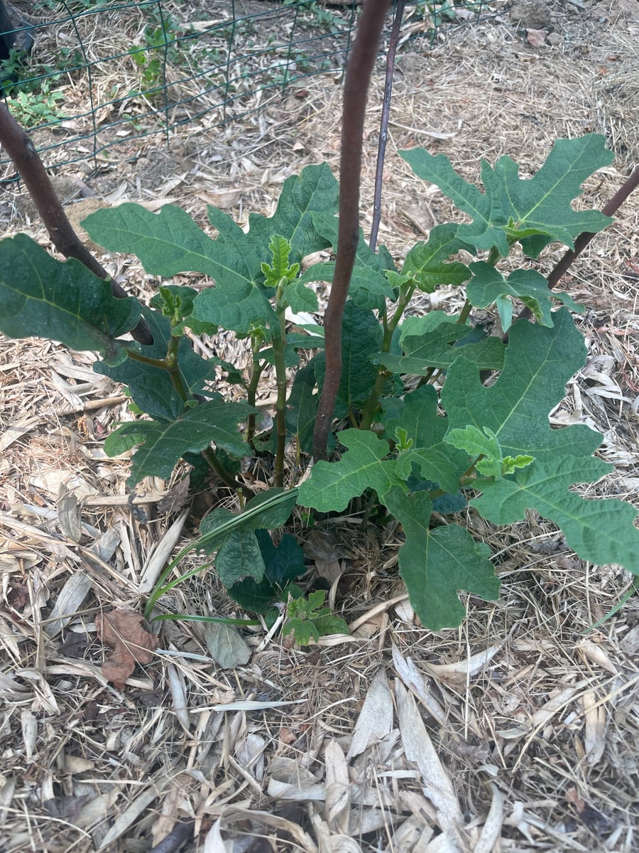 Fig in garden