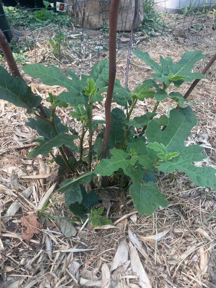 Fig in garden