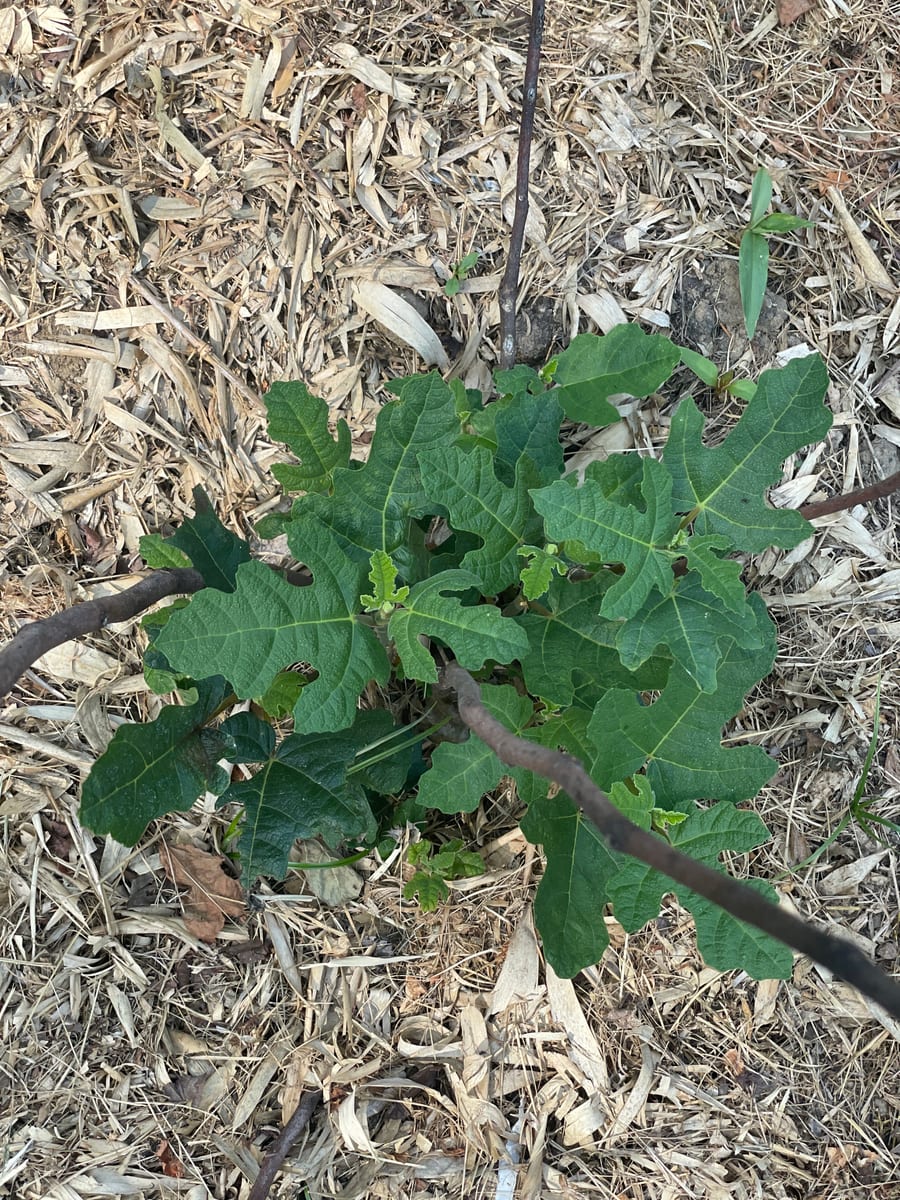 Fig in garden