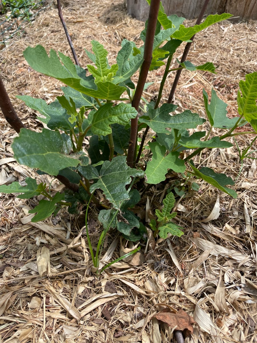 Fig in garden