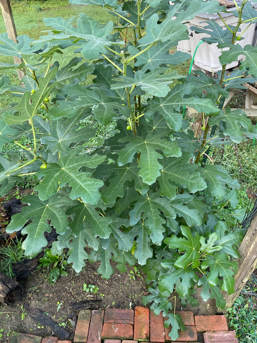 Fig in garden
