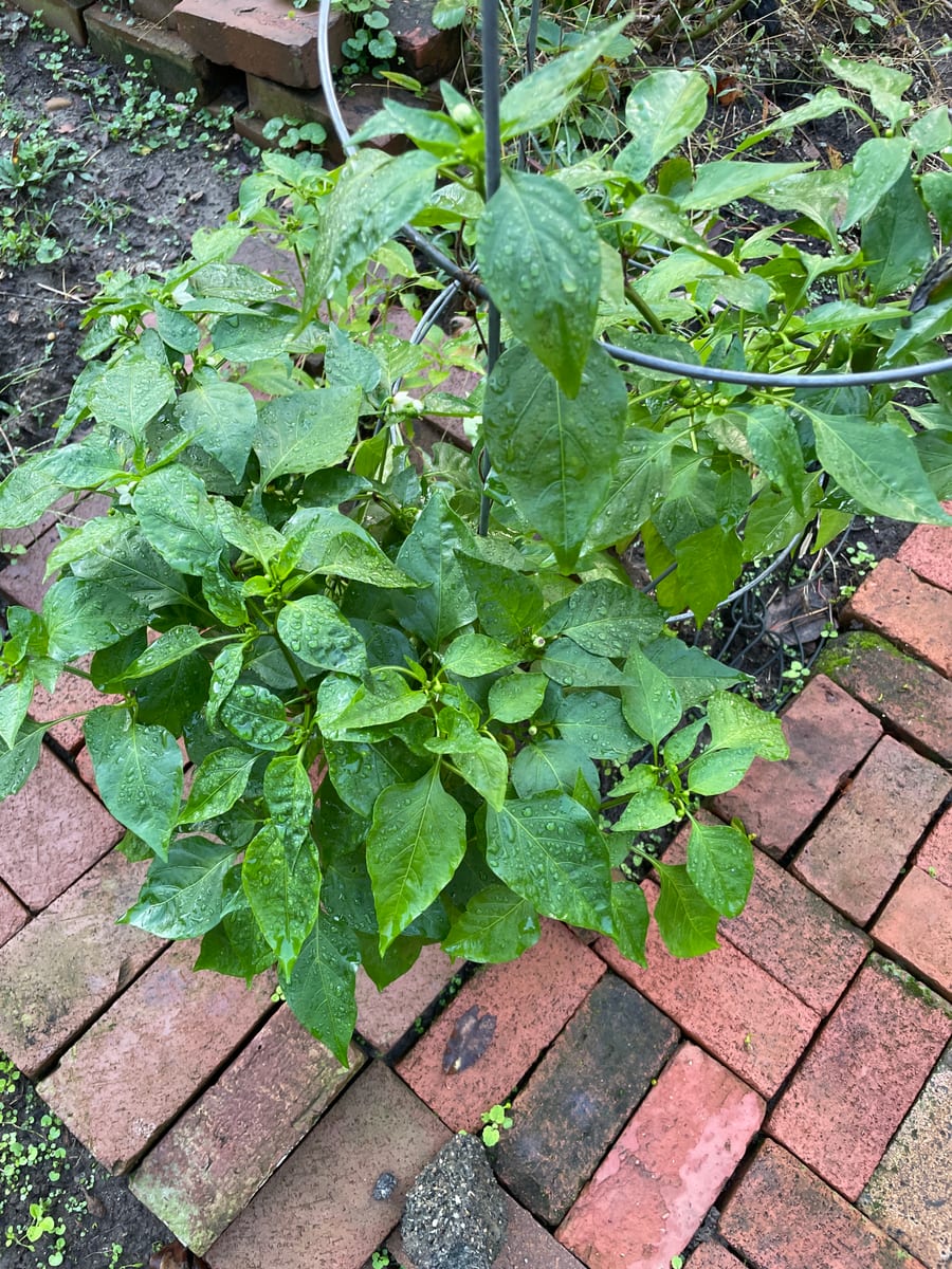 Pepper