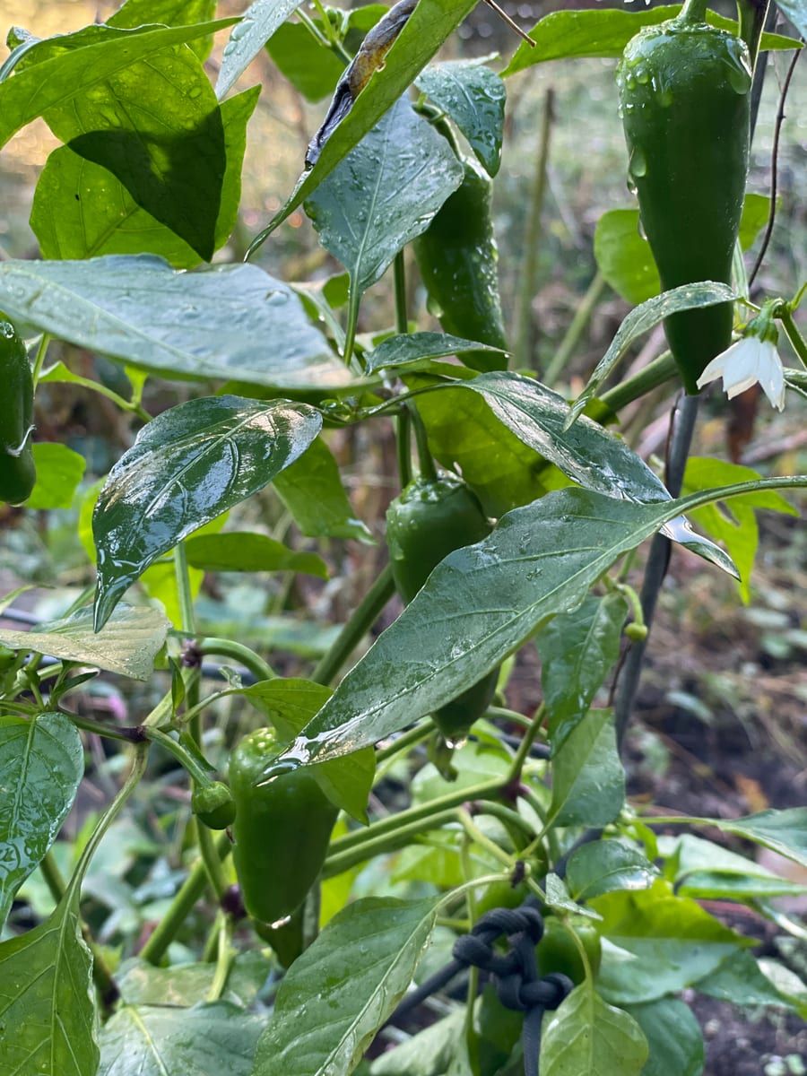 Pepper