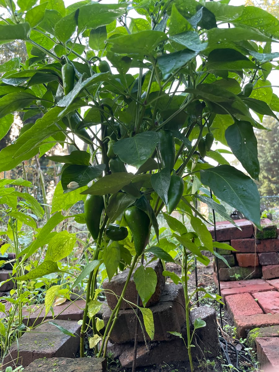 Pepper