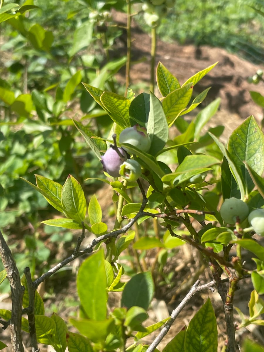 Blueberries