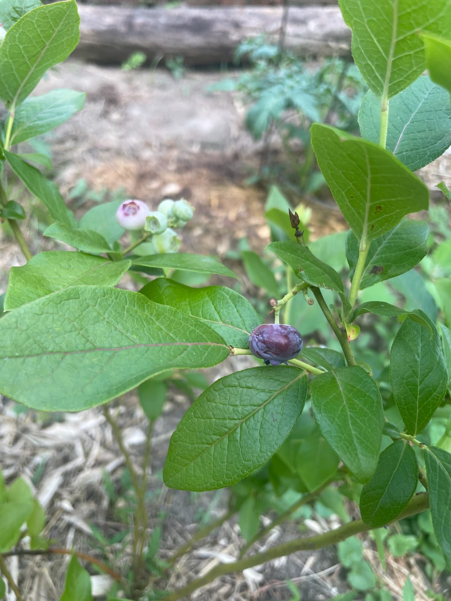 Blueberries
