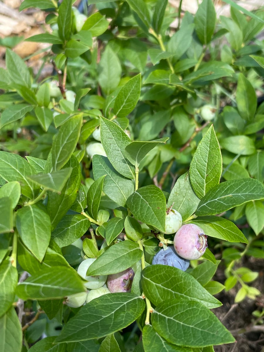 Blueberries