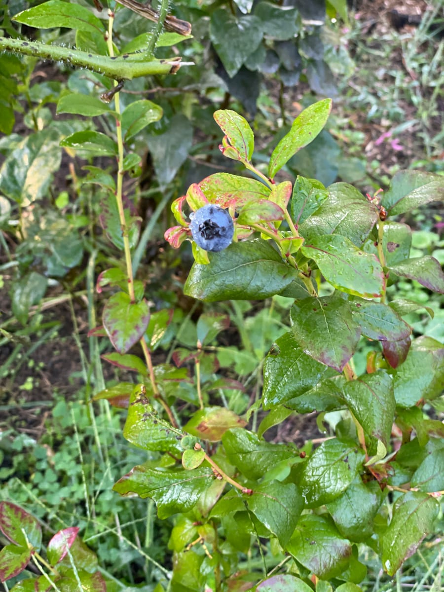 Blueberries