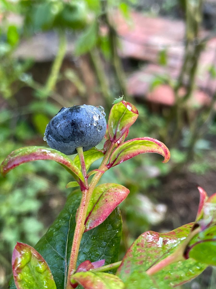 Blueberries