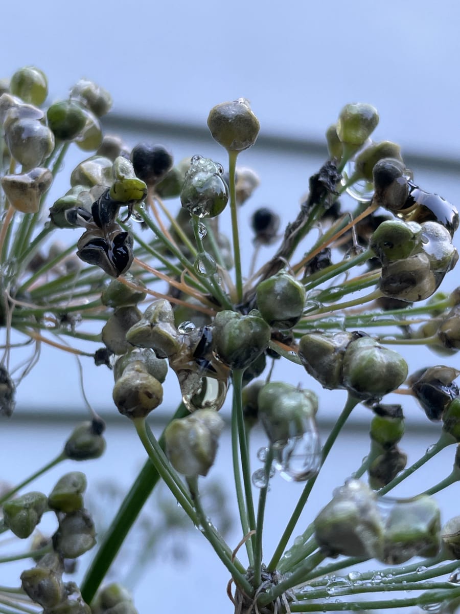Chives