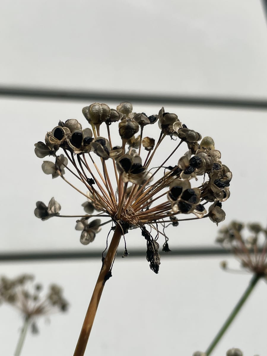 Chives