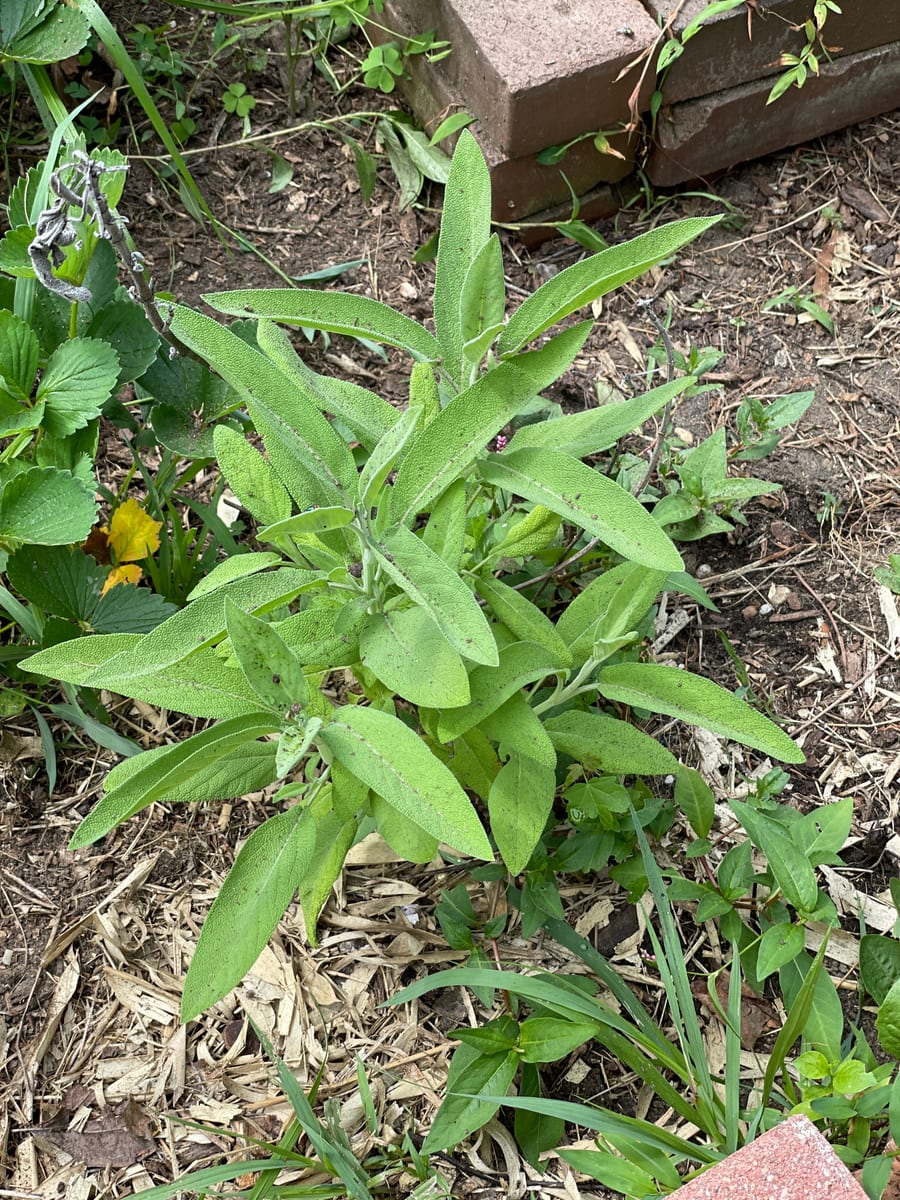 Sage