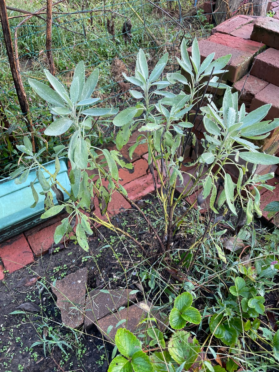 Sage