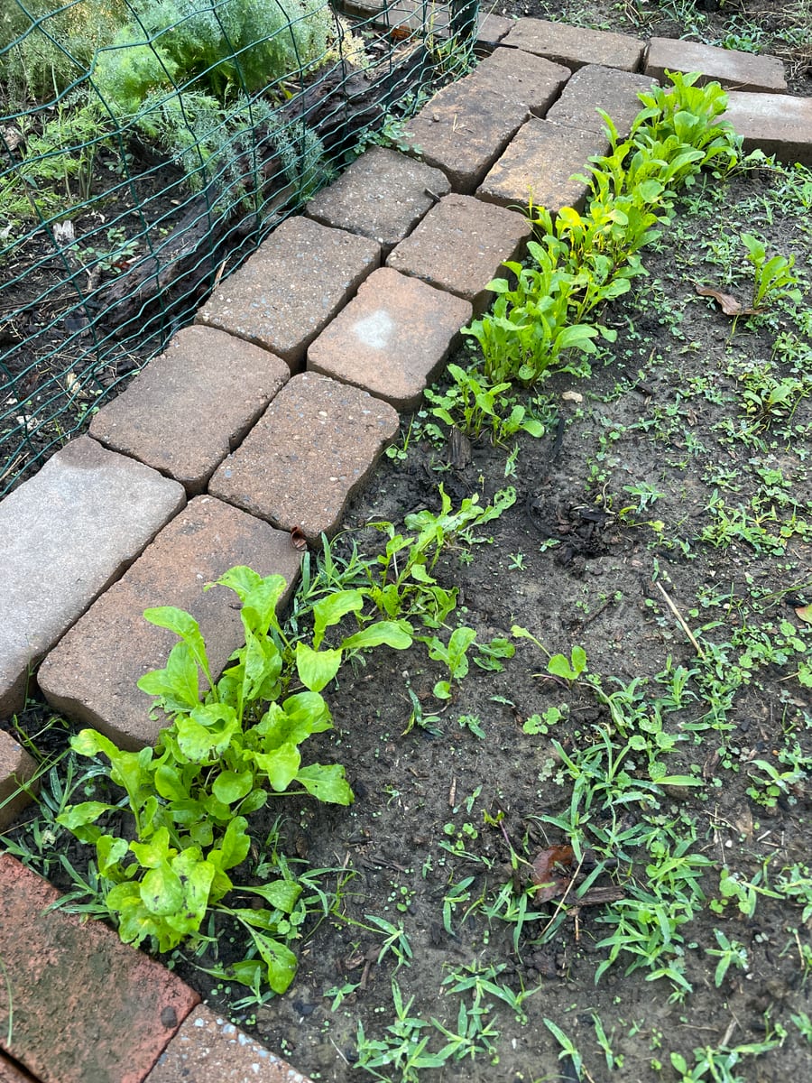 LettuceMix