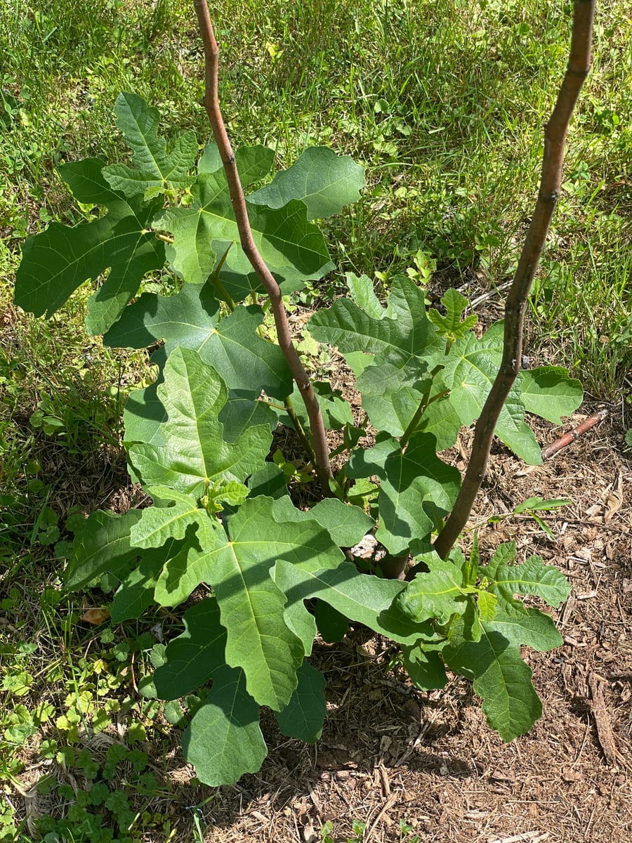 Fig out of garden