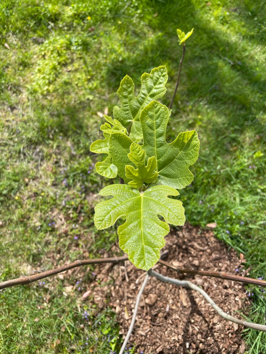 Fig out of garden