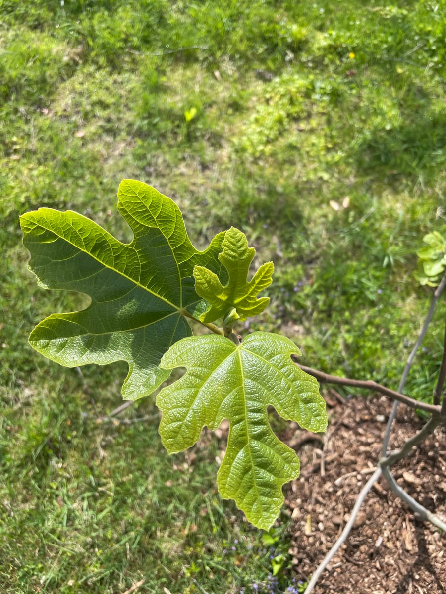 Fig out of garden